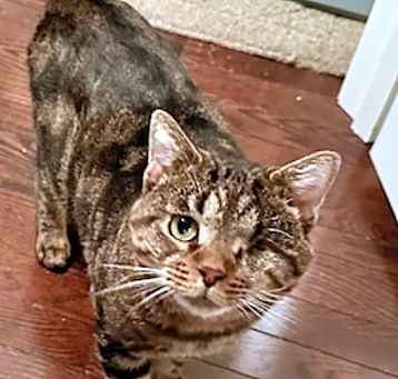 Photo of Toro