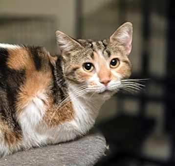 Photo of Marigold