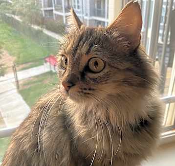 Photo of Luna