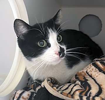 Photo of Harlow