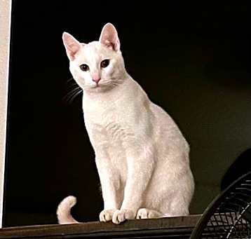 Photo of Bolt