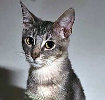 Photo of Webster