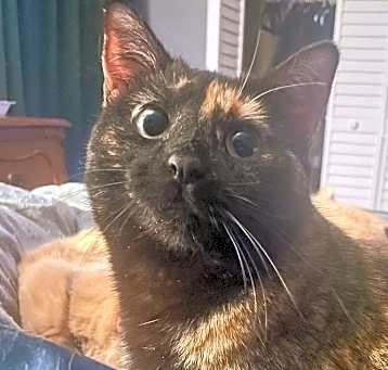 Photo of Penny (Tri-Pawed Girly)