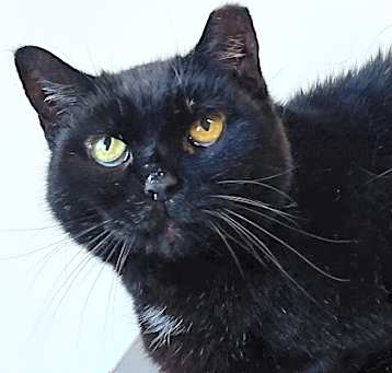 Photo of Meowser