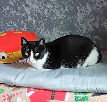 Photo of Fancy