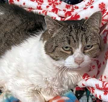 Photo of Poncho