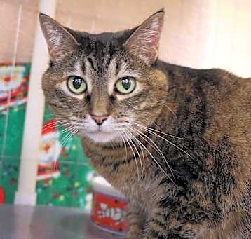 Photo of Sweet Pea