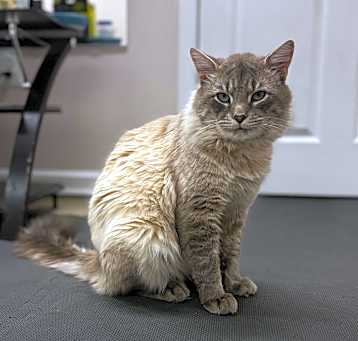 Photo of YoYo