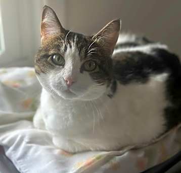 Photo of Paisley