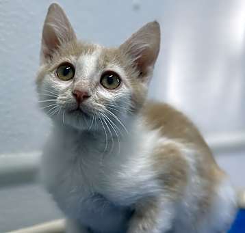 Photo of Twix