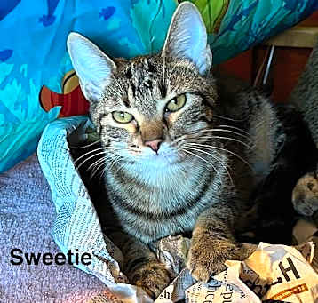 Photo of Sweetie