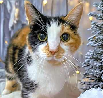 Photo of Kali