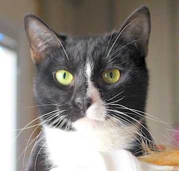 Photo of Cookie