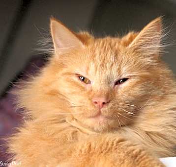 Photo of Taffy
