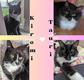 Photo of Tauri & Kiromi - BONDED PAIR