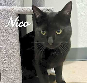 Photo of Nico