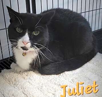 Photo of Juliet