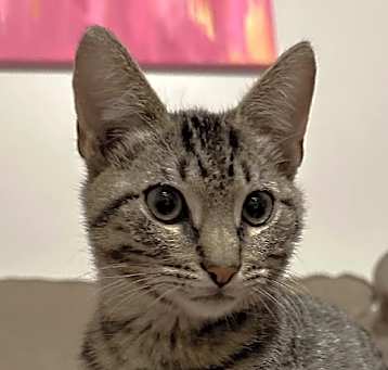 Photo of Mazie