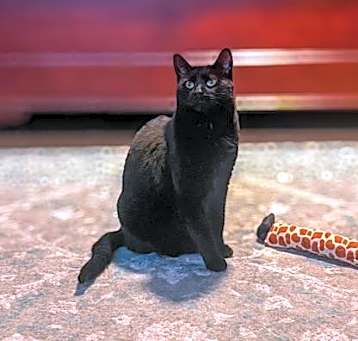 Photo of Callie (Bonded to Charly)