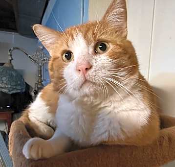 Photo of Coconut