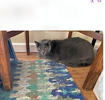 Photo of BENNIE