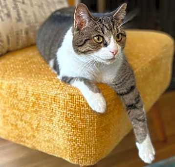 Photo of Ash
