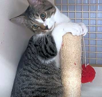 Photo of Fig