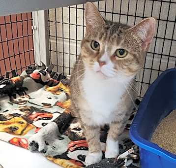 Photo of Sage