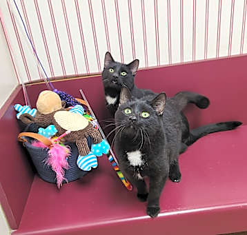 Photo of Simon & Alvin