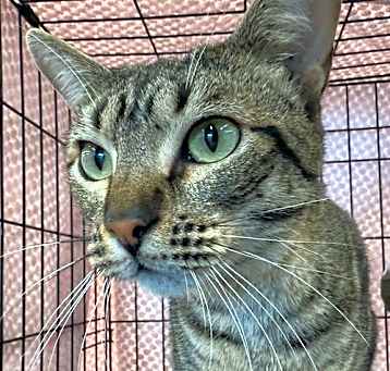 Photo of Zelda