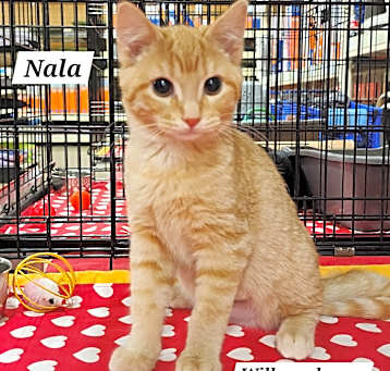 Photo of Nala