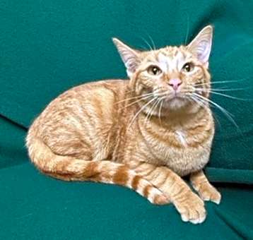 Photo of Oscar