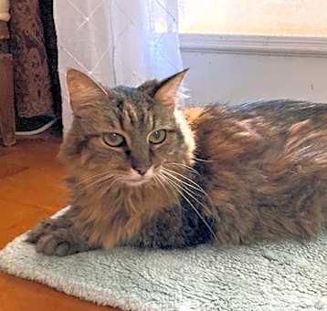 Photo of Penny