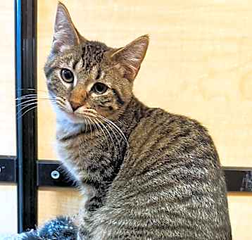Photo of Rebel