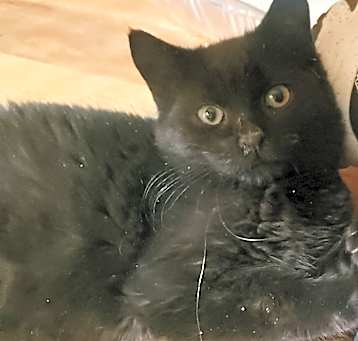 Photo of NY Mocha