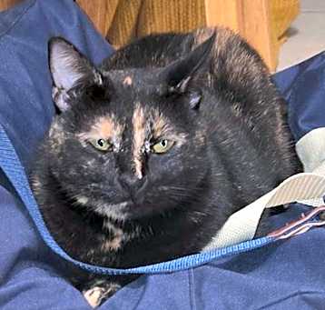 Photo of Dolly