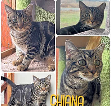 Photo of Chiana