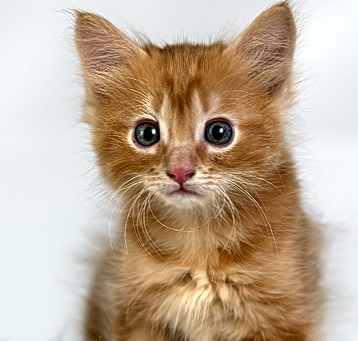 Photo of Cheddar