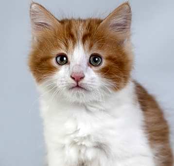 Photo of Colby-Jack