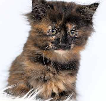 Photo of Blue