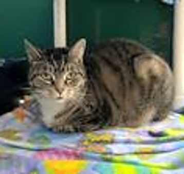 Photo of Neddy