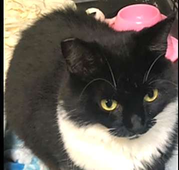 Photo of VICTORIA (longer fur)