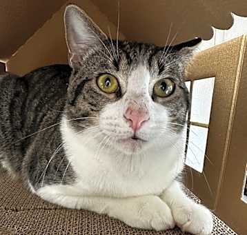 Photo of Rufus
