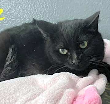 Photo of Oz