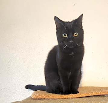 Photo of Dottie