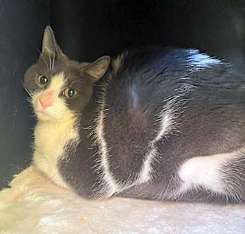 Photo of Daisy
