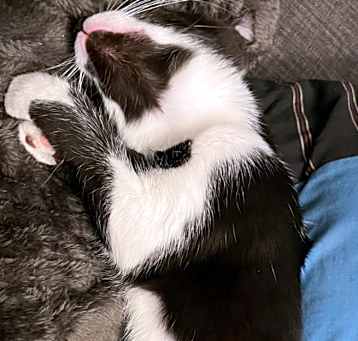 Photo of Calliope