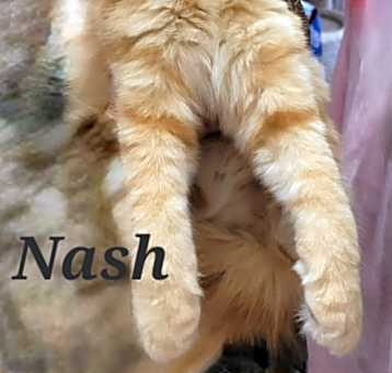 Photo of Nash
