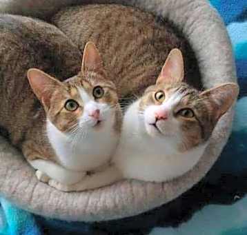 Photo of Fae & Mint (Bonded Pair)