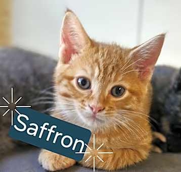 Photo of Saffron